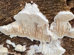 Polypore Photo: Louanne Nielsen