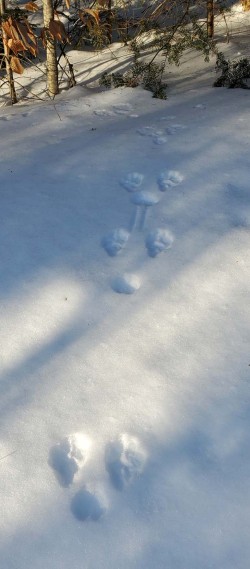 Hare tracks Photo: Susan Lichty