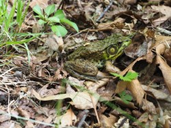 Green frog Photo: Ross Lanius