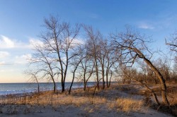 Cottonwood dune Photo: Kathy Faber-Langendoen