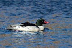 5_8x2a1049_common_merganser.jpg