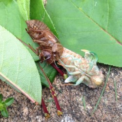 Adult cicada Photo: Sally Cornwell