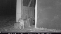 5_bobcat_camera.jpg