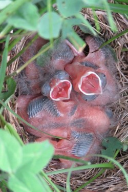 Bobolink babies Photo: Allan Strong