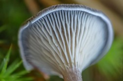 Cantharellula Photo: Deana Tempest Thomas