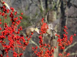 Cedar waxwing Photo: Jack Nelson