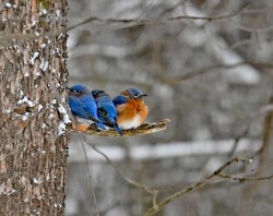 Eastern bluebirds Photo: Tammy Gingrich