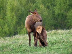 Elk Photo: Charlie Schwarz