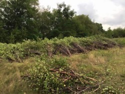 Birch bundles Photo: Greater Worcester Land Trust