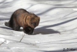 Fisher Photo: Eric D’Aleo