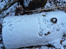 5_Fox_Squirrle_tracks.jpg