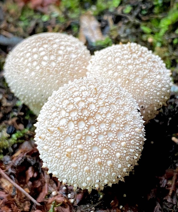 Gem studded puffball