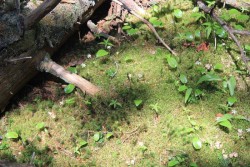 May Forest Photo: John Blaser