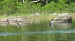 5_nesting_loons_june.jpg