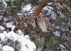 Owls Photo: Tami Gingrich
