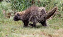 Porcupine Photo: Sarah Hale