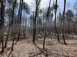 Shelterwood forest Photo: Alex Barrett
