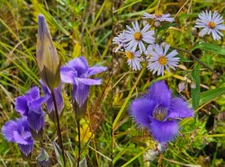 Fringed gentians Photo: Tammis Coffin