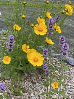 Contrasting flowers Photo: Nancy Farwell