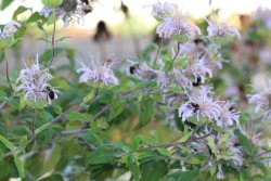 Bee Photo: Jackson Saul