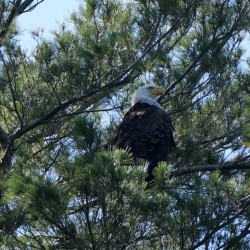 Bald eagle Photo: Amy Quist