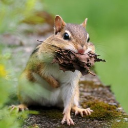 Chipmunk Photo: Charlie Schwarz
