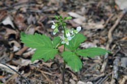Two leaved toothwort Photo: Judy Sweet