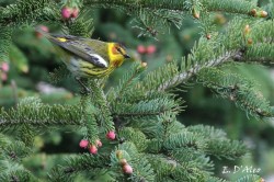 Warbler Photo: Eric D'Aleo