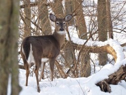 White tailed deer Photo: Charlie Schwarz