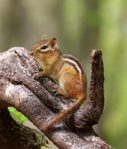 Eastern chipmunk Photo: Christine Young
