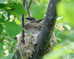 American redstart Photo: Sheri Larsen