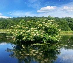 Beaver lodge Photo: Richard A. Philben