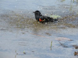 Blackbird bath Photo: Kelly Stettner