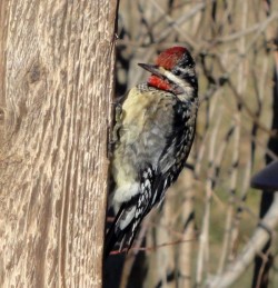 Sapsucker Photo: Stephen MacMackin