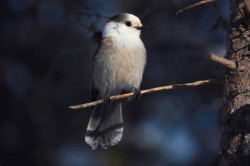 Gray jay Photo: Tom Grett