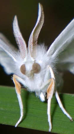 Moth Photo: Frank Kaczmarek