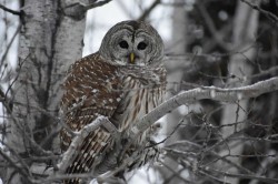 Barred owl Photo: Lonnie Jandreau