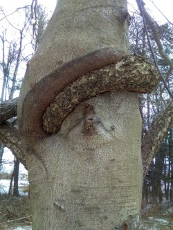 Bittersweet vine Photo: Katrina Amaral / Timberdoodle Farm