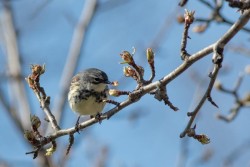 Warbler Photo: Michael Sacca