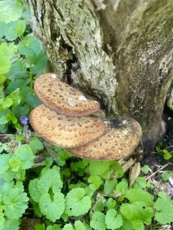 Dryads saddle Photo: Wendy Joubert
