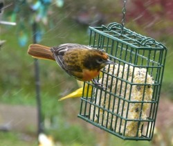 Bird at Feeder Photo: Susan E. March