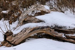 Wolf tree Photo: Roger Merchant