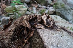Dead porcupine Photo: Tristan Phillips