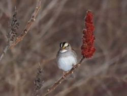 Whitethroated sparrow Photo: Charlie Schwarz