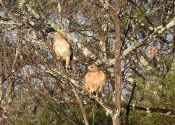Red shouldered hawk Photo: Karinne Heise