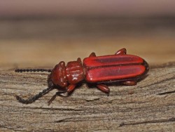 Bark beetle Photo: Charlie Schwarz