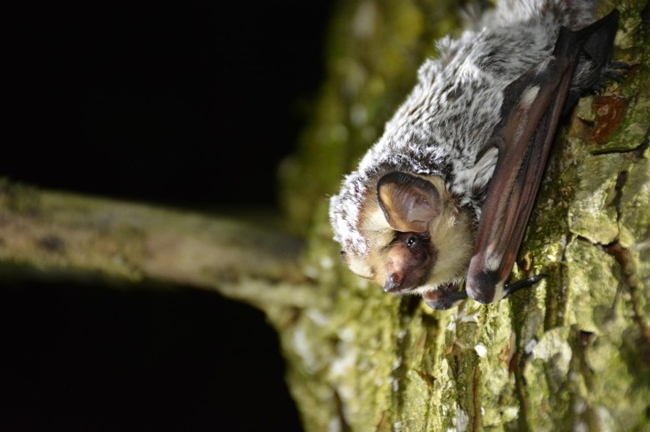 Bat roosting