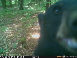 Bear Selfie Photo: Dan Hart