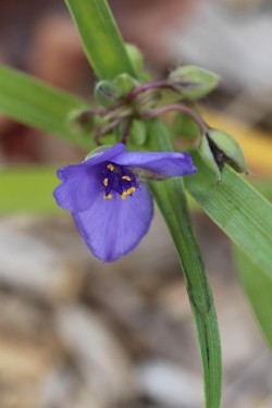 Blue blossoms Photo: Jack Saul