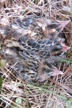 Bobolink babies Photo: Allan Strong